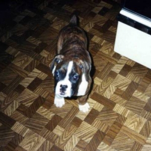 My sweet Abby as a puppy!
