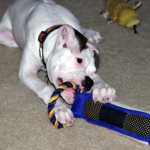 Ellie's First Christmas 2005