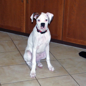 Ellie's First Christmas 2005