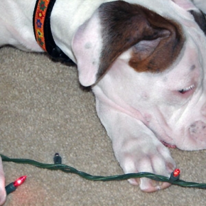 Ellie's First Christmas 2005