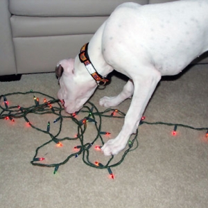 Ellie's First Christmas 2005