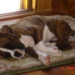 My Puppy