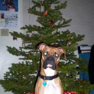 Christmas Boxer