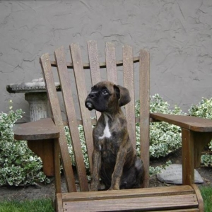 Hugo Sitting on the Muskoka Chair