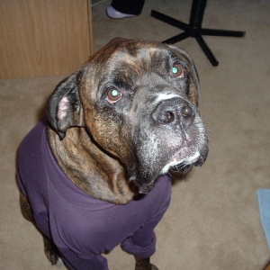 Angus - Rainbow Bridge July 2005 Always Loved