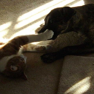 Lady & Pumpkin