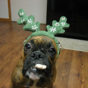 Ozzie the reindeer