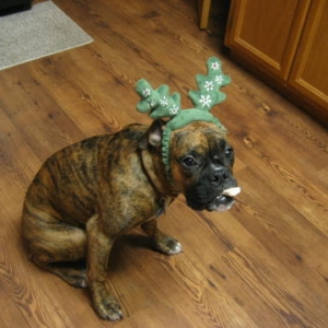 More reindeer