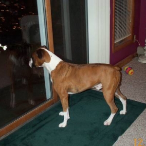 Let me out!  I'll get that cat!!