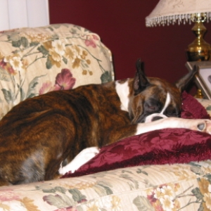 queen of the couch