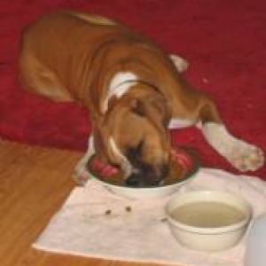 LazyFrito