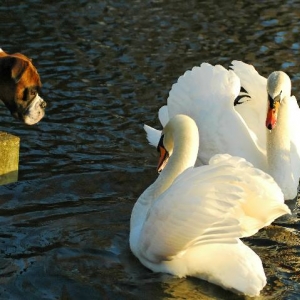 Henri's feathered friends