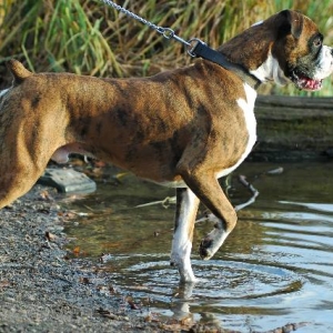 Waterbaby