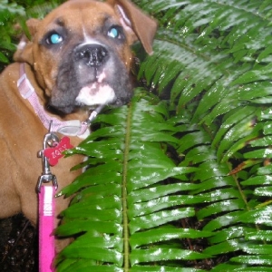 Tropical Boxer