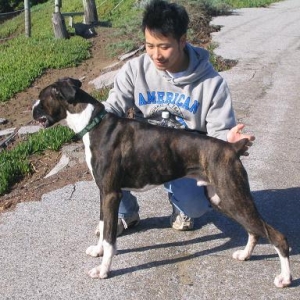show dog