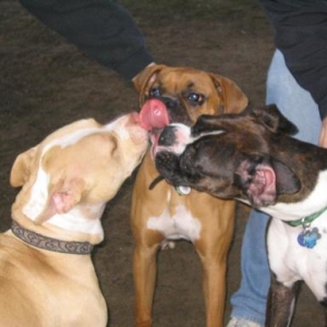Three way doggy kiss