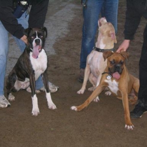 Boxer bash plus one pitbull