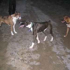 Boxer Bash at Fort Funston