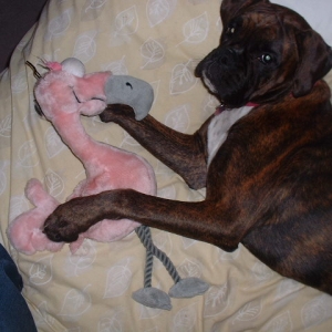 Lola's pet