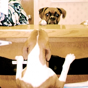 Greeting a new friend