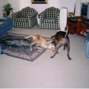 Wresting Action