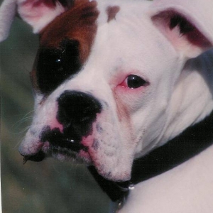 Jonas