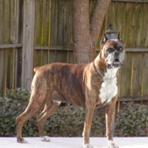 My Buddy Samson