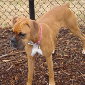 Sascha at the Dog Run