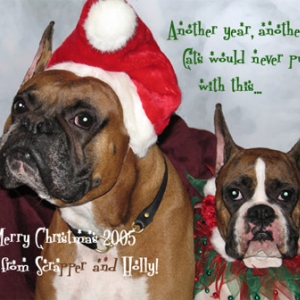 The Annual Christmas Wish