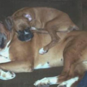 Bentley baby sitting