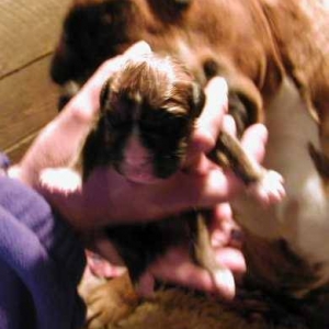 DelBoy's first picture