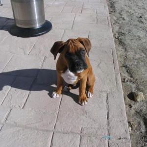 Samson 4