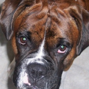 Tobie