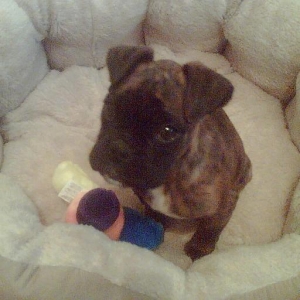 Sammy age 13wks in his bed!