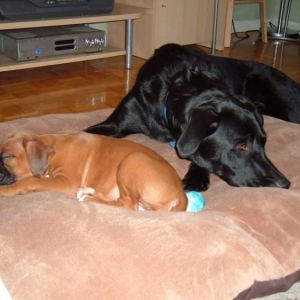 sleeping babes