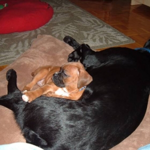 Maia Sam on their pillow