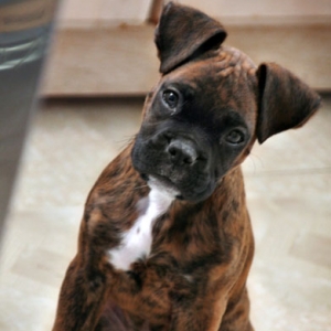 cassius_1