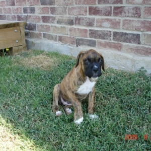 9 weeks