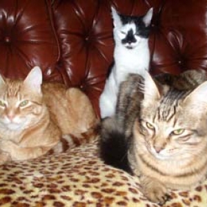 Milo - Aisha - Alfie.