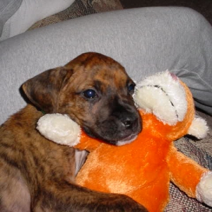 Buddy