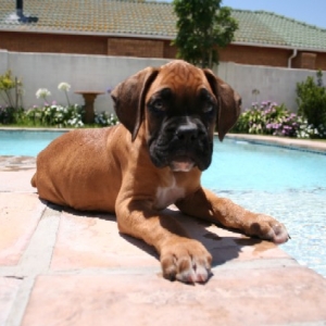 Odie 1