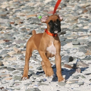 Odie 2