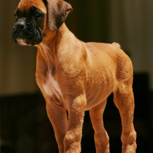 Odie 3