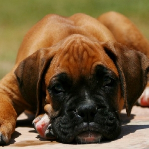 Odie 4