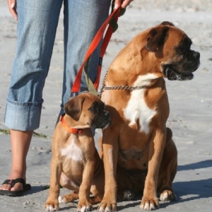 Odie & Sugar 1