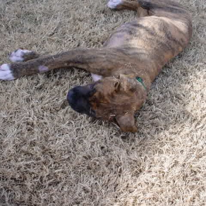 Buddy