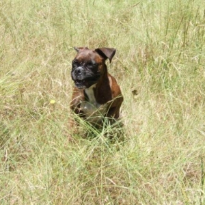 Running through the grass