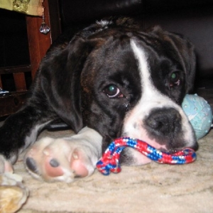Can I get a new toy, pleeeeaaasse??