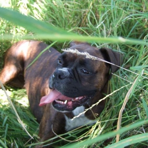 Cooling off in the grass