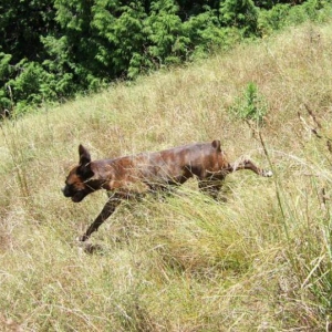 Flying down the hill... again